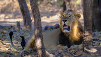 Gir National Park